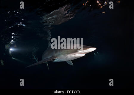 Le requin soyeux (Carcharhinus falciformis), de nuit, Îles Revillagigedo, Socorro, Punta Tosca, Mexique Banque D'Images