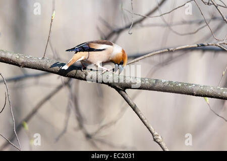Coccothraustes coccothraustes, Hawfinch. La Russie, Moscou, Timirjazevsky park. Des oiseaux sauvages dans un habitat naturel. Photographie de la faune Banque D'Images