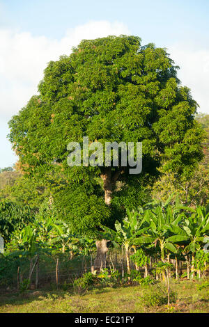 Dominikanische Republik, Halbinsel Samana, Los Galeras, bei der Siedlung Guazuma Banque D'Images