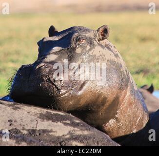 Hippos se prélassant du soleil Banque D'Images