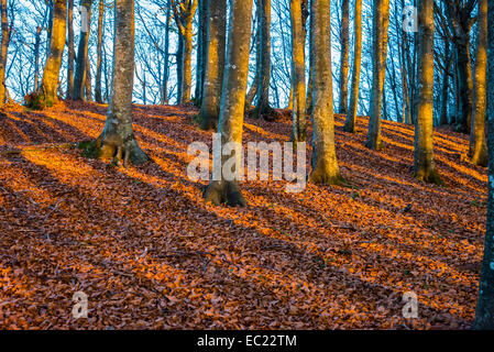 Ombre de lignes sur les feuilles d'automne dans la lumière du soir, Foreste Casentinesi National Park, Italie Banque D'Images