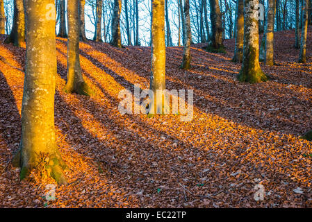 Ombre de lignes sur les feuilles d'automne dans la lumière du soir, Foreste Casentinesi National Park, Italie Banque D'Images