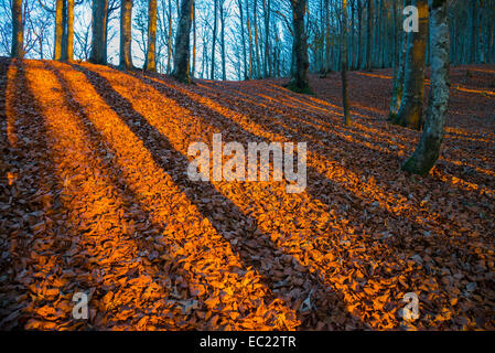 Ombre de lignes sur les feuilles d'automne dans la lumière du soir, Foreste Casentinesi National Park, Italie Banque D'Images