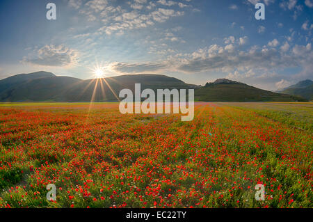 Prairie en fleurs, Castelluccio di Norcia, Piano Grande, parc national Monti Sibillini, Ombrie, Italie Banque D'Images