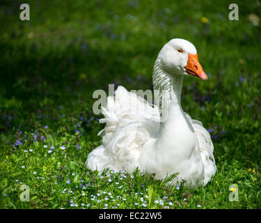 White (Anser anser formes domestica) on meadow Banque D'Images