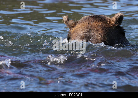 Ours brun (Ursus arctos), avec Saumon sockeye (Oncorhynchus nerka), Kamchatka, Russie Banque D'Images