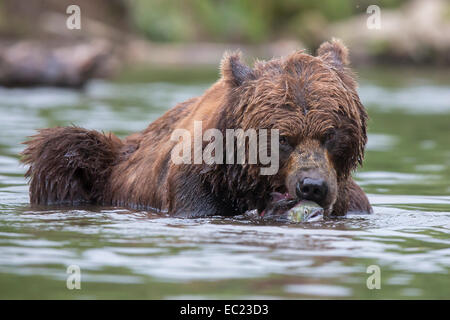 Ours brun (Ursus arctos), avec Saumon sockeye (Oncorhynchus nerka), Kamchatka, Russie Banque D'Images