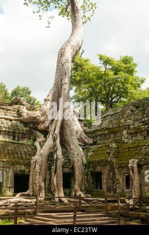 Les racines des arbres dans le Temple de Ta Prohm, près de Siem Reap, Cambodge Banque D'Images