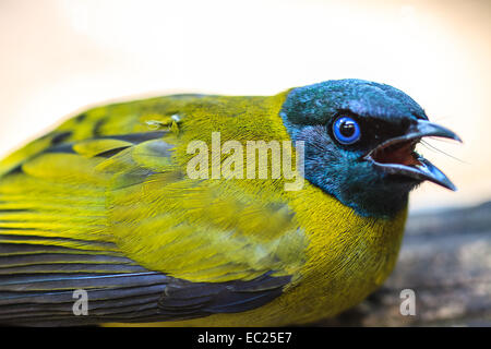 Bulbul à tête noire, Pycnonotus atriceps dans la nature Banque D'Images