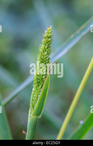 Roseaux d'herbe avec un fond vert Banque D'Images