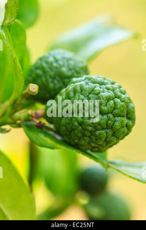 La bergamote sur arbre dans gaden, bergamote (Chaux Kaffir) fruits Banque D'Images