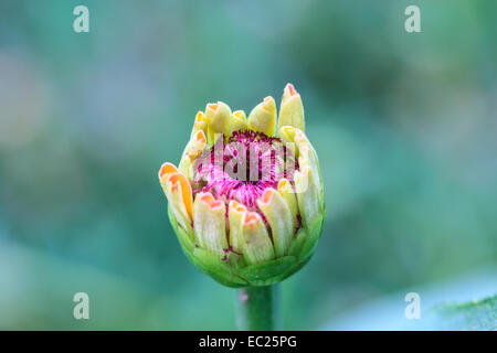 Zinnia elegans de bourgeon dans le champ Banque D'Images