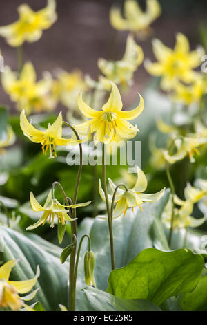 Groupe de petites vivaces délicates du chien jaune pâle violet dent Erythronium tuolumnense 'Pagoda' la floraison au printemps à RHS Gardens, Wisley, Surrey Banque D'Images