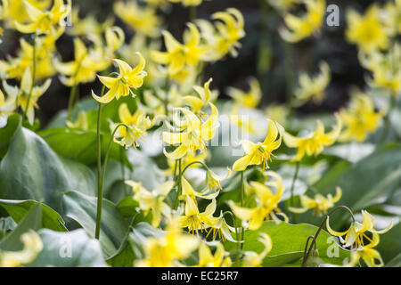 Groupe de petites vivaces délicates du chien jaune pâle violet dent Erythronium tuolumnense 'Pagoda' la floraison au printemps à RHS Gardens, Wisley, Surrey Banque D'Images