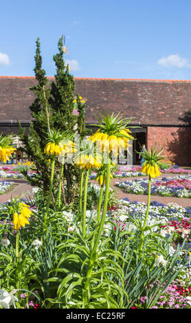 Grande couronne jaune fritillary (Fritillaria imperialis imperial) floraison jaune en parterres du jardin clos au RHS Gardens, Wisley, Surrey, UK Banque D'Images