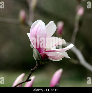 Saucer Magnolia fleur pourpre. Banque D'Images