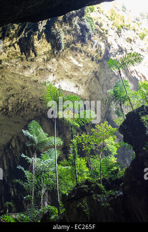 Les arbres situés dans l'entrée de Deer Cave, Mulu, Malaisie Banque D'Images