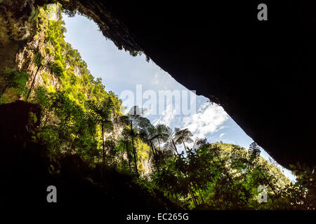 Les arbres situés dans l'entrée de Deer Cave, Mulu, Malaisie Banque D'Images