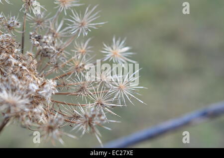 mauvaises herbes Banque D'Images