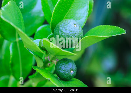 La bergamote sur arbre dans gaden, bergamote (Chaux Kaffir) fruits Banque D'Images