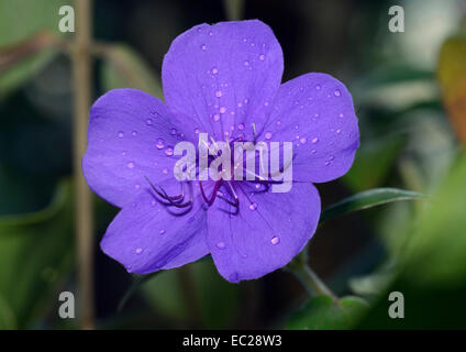 La princesse fleur ou gloire Tibouchina urvilleana - Bush Banque D'Images