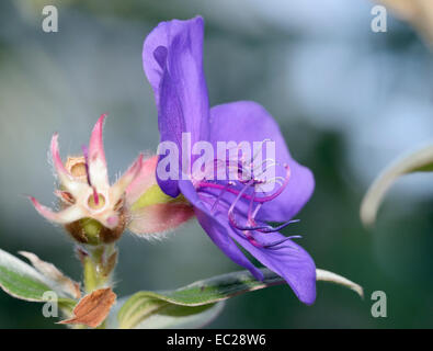 La princesse fleur ou gloire Tibouchina urvilleana - Bush Banque D'Images