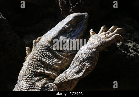 Rock africaine alias moniteur Moniteur à gorge blanche ( Varanus albigularis) Banque D'Images