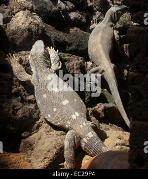 Paire de moniteurs Rock africain à gorge blanche alias ( Varanus albigularis) Moniteurs Banque D'Images