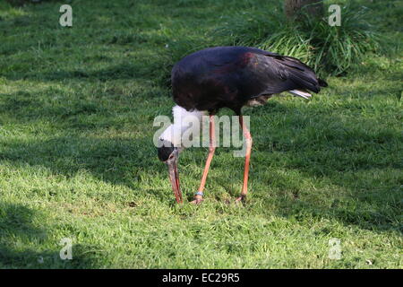 Woolly-necked stork stork ou évêque (Ciconia episcopus), de recherche de nourriture dans les prairies Banque D'Images