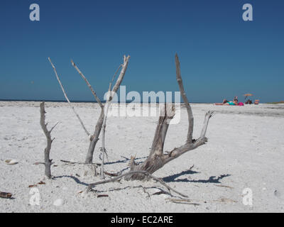 Driftwood et amateurs sur Tigertail Beach, Marco Island, Floride, USA, le 9 octobre 2014, © Katharine Andriotis Banque D'Images