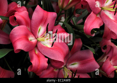 Close up de la floraison Lilium 'Robina' Banque D'Images