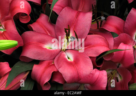 Close up de la floraison Lilium 'Robina' Banque D'Images