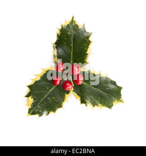 Feuilles de houx découpe aux fruits rouges Banque D'Images