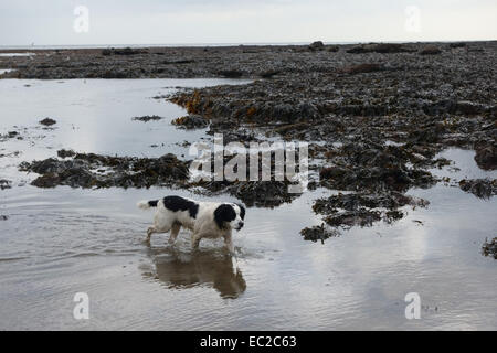 Un travail en noir et blanc cocker anglais pataugeant dans la mer sur une plage de North Yorkshire Banque D'Images