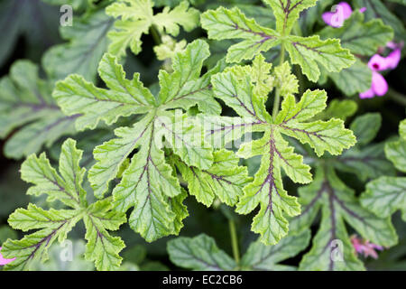 Pelargonium 'Chêne géant' feuilles. Banque D'Images