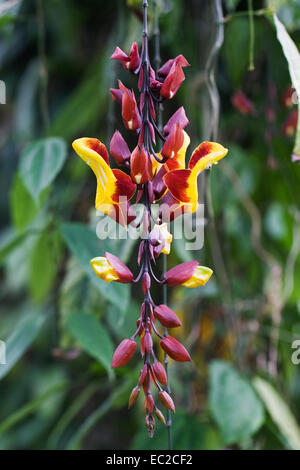 Thunbergia mysorensis. Fleur de vigne de l'horloge qui se développe dans un environnement protégé. Banque D'Images