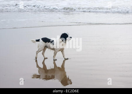 Un travail en noir et blanc et cocker son reflet sur le sable humide sur une plage de North Yorkshire Banque D'Images