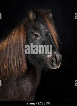 Poney shetland noir en face de fond noir. photographié dans le studio Banque D'Images