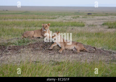 Les Lions d'Afrique de l'orgueil des marais dans le Masai Mara, Kenya Banque D'Images