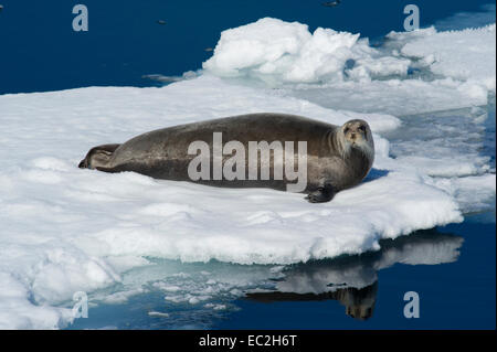 Le phoque barbu (Erignathus barbatus) sur un iceberg au large de la côte nord-ouest du Spitzberg, Svalbard dans l'Arctique norvégien Banque D'Images