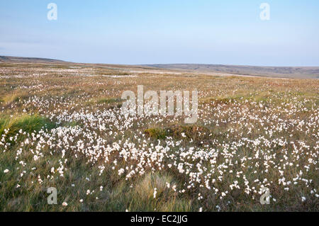 Étendue de la lande sur Bleaklow parsemé de touffes blanches de la linaigrette du Canada au début de l'été. Banque D'Images