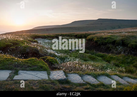 Chemin pavé sur le Pennine Way à Bleaklow avec vue sur tablette haute des pierres dans la douce lumière du soleil couchant. La linaigrette du Canada. Banque D'Images