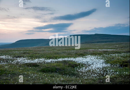 Dérives de l'herbe en coton blanc brille la lumière du crépuscule sur Bleaklow Glossop ci-dessus dans l'High Peak, Derbyshire. Banque D'Images