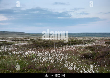 Dérives de l'herbe en coton blanc brille la lumière du crépuscule sur Bleaklow Glossop ci-dessus dans l'High Peak, Derbyshire. Banque D'Images