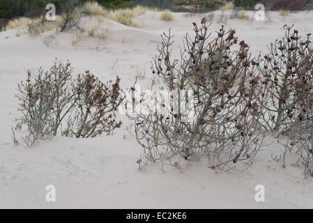 Arbres couverts par le sable d'une dune de sable Banque D'Images