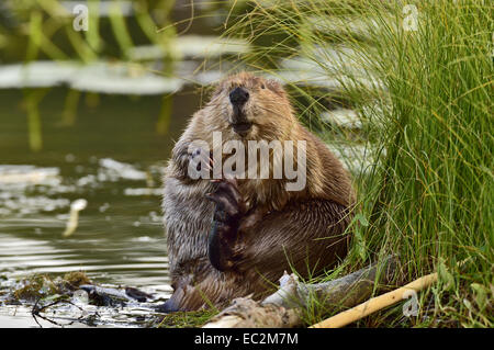 Un castor adultes assis sur son extrémité arrière dans les hautes herbes de marais taillant sa fourrure avec son pied arrière. Banque D'Images