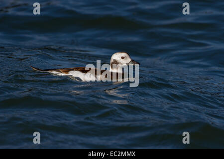 Le Harelde kakawi (Clangula hyemalis) à Burghead port. Banque D'Images