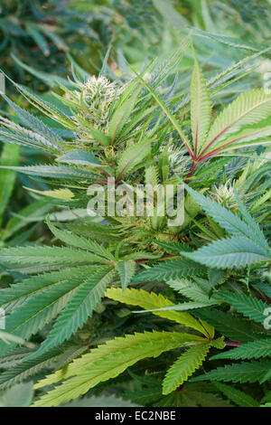 Close-up of 'BUBBA KUSH' la floraison. Banque D'Images