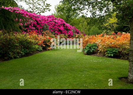 Azalea rhododendron et frontière avec l'arbre. Banque D'Images