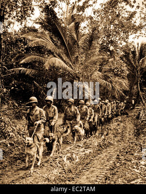 U.S. Marine Raiders' et 'leurs chiens, qui sont utilisés pour le Scoutisme et d'exécution, à partir de la jungle hors lignes de front à Bougainville. Vers novembre/décembre 1943. Photo par T.Sgt. J. Sarno. (Marine Corps) Banque D'Images